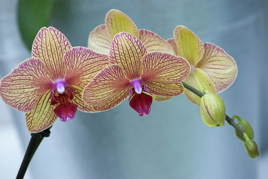 Orchid Photograph - Orchid by Anna Miller