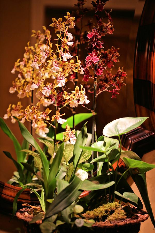 Orchid Arrangement Photograph by Jane Girardot