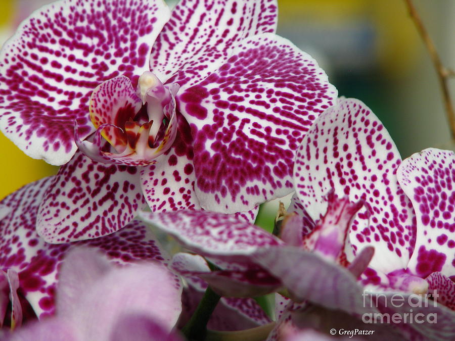Orchid Art Photograph by Greg Patzer