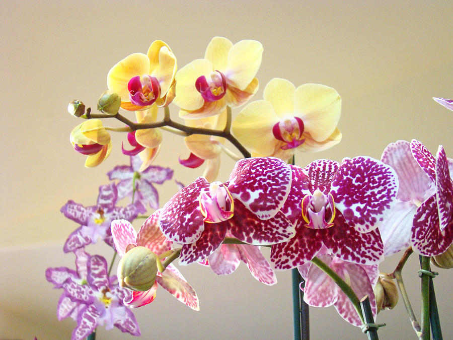 Orchid Art Prints Orchids Flowers Floral Bouquets Photograph by Patti ...