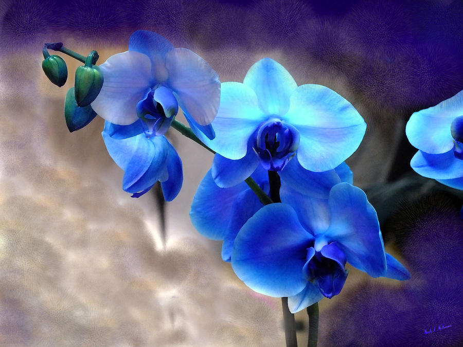 Orchid Art Photograph by Wendy McKennon