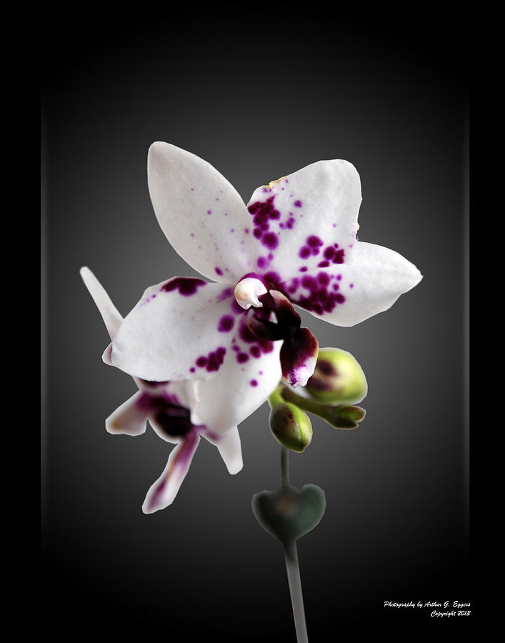 Orchid Digital Art by Arthur Eggers