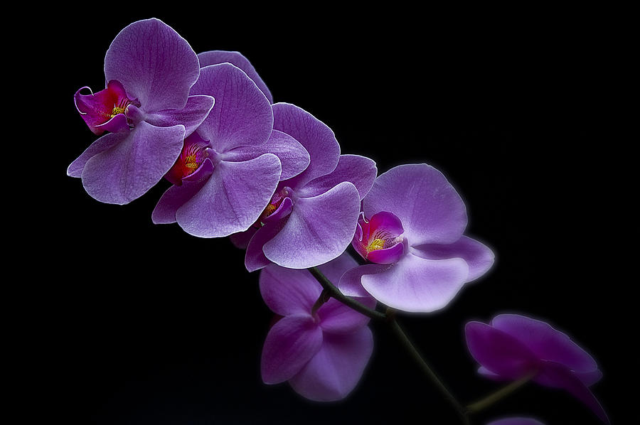Orchid at Night Photograph by Patrick Boening