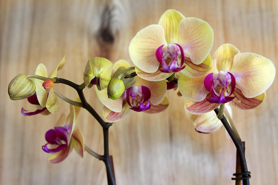 Flower Photograph - Orchid Beauties by Dana Moyer