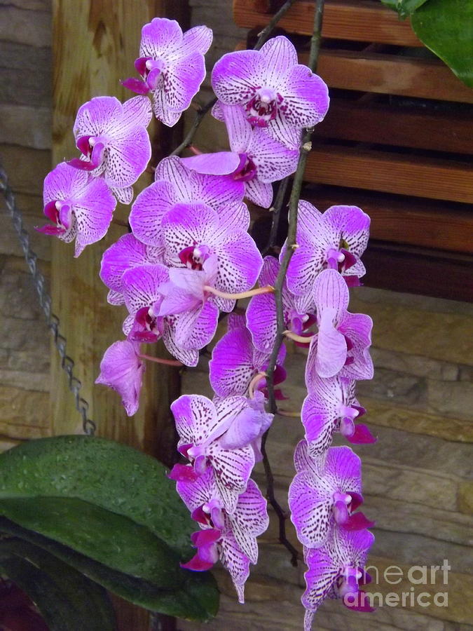Orchid Beauties Photograph by Lingfai Leung