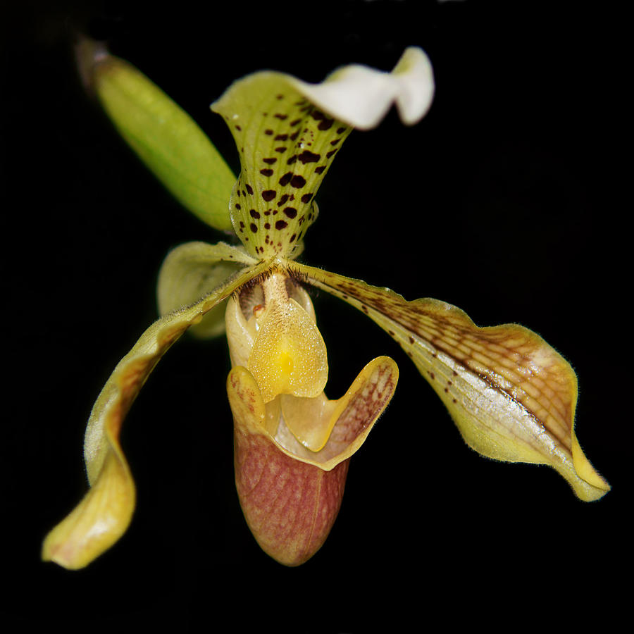 Orchid Beauty Photograph by Leda Robertson