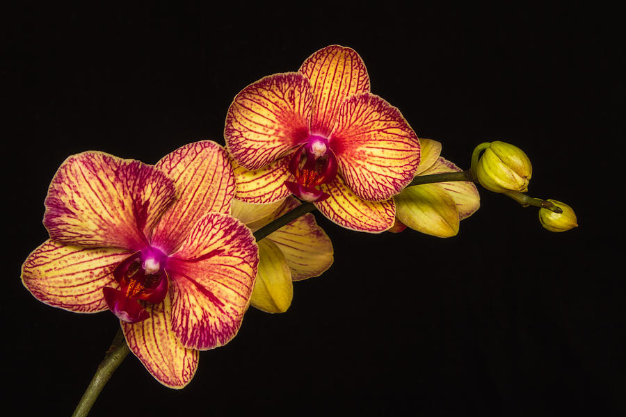 Orchid Beauty Photograph by Lindley Johnson