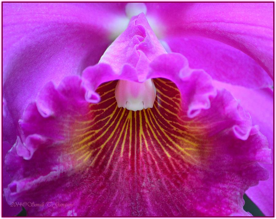 Orchid Beauty Photograph by Sonali Gangane