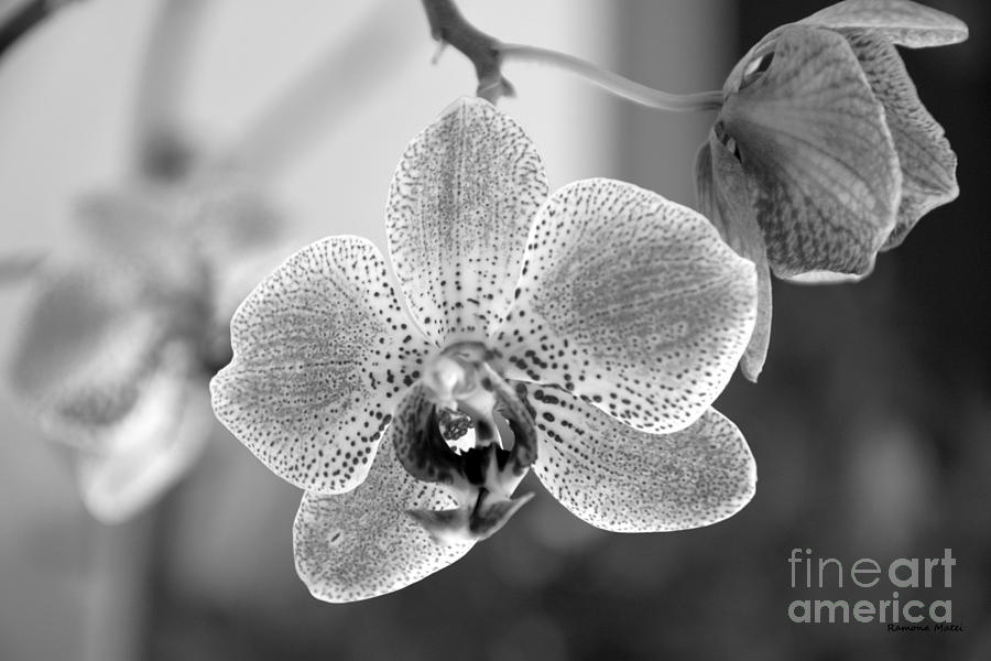 Orchid black and white Photograph by Ramona Matei