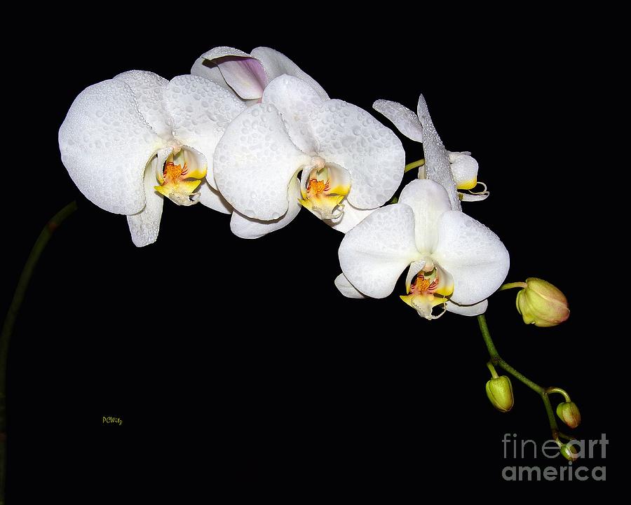 Orchid Bloom Photograph by Patrick Witz