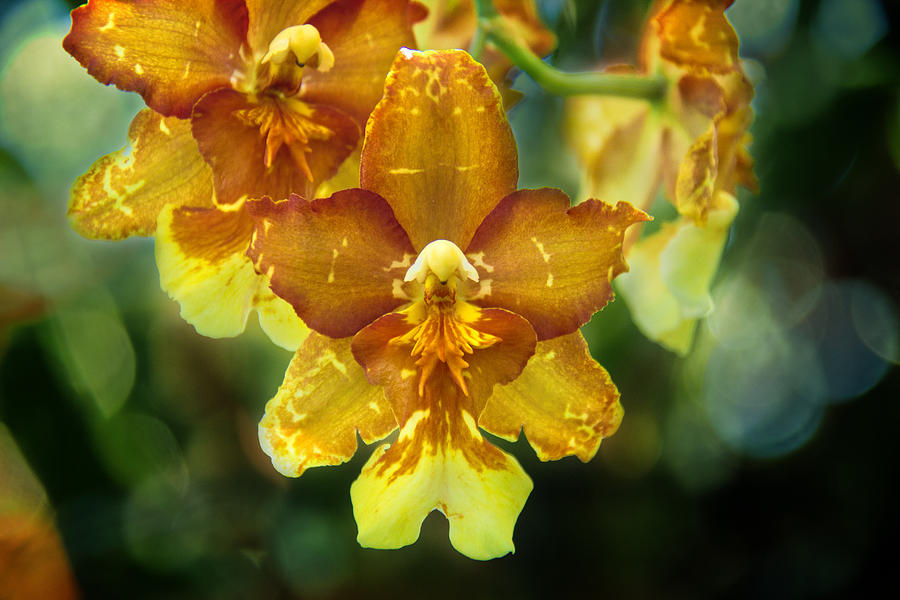 Orchid Bokeh Photograph by Jemmy Archer