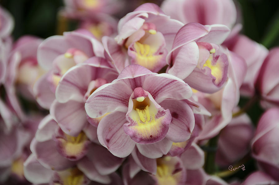 Orchid Bouquet Photograph