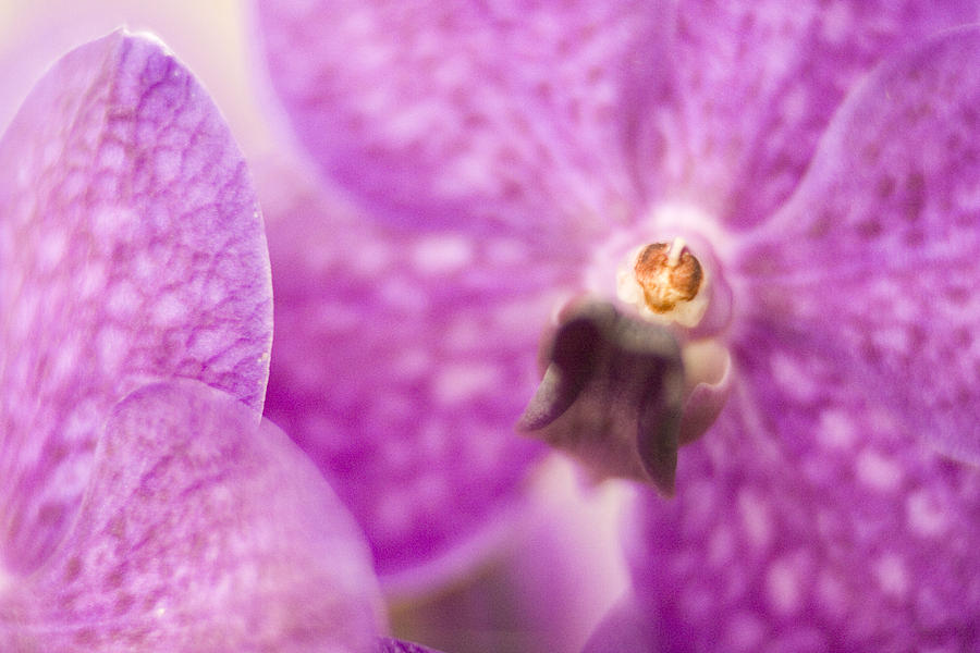 Orchid Photograph by Bradley R Youngberg