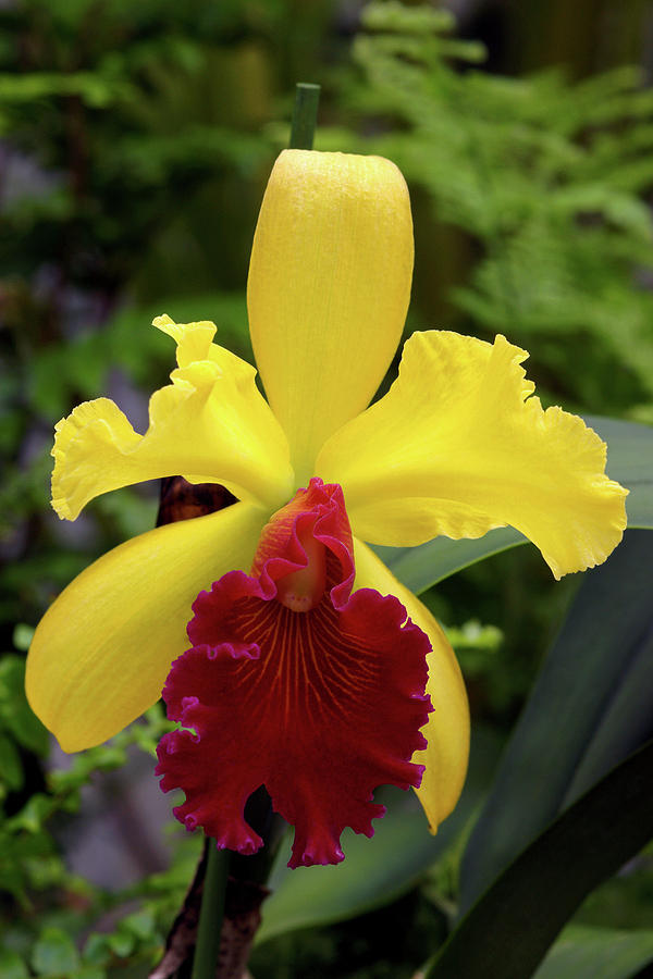 Orchid (brassolaeliocattleya 'alma Kee') Photograph by Neil Joy/science ...