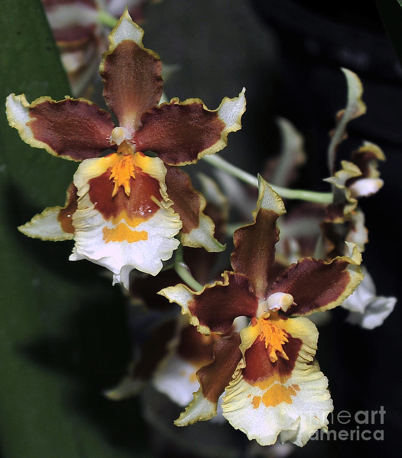 Orchid Brown Yellow White Macro Photograph by Terri Winkler