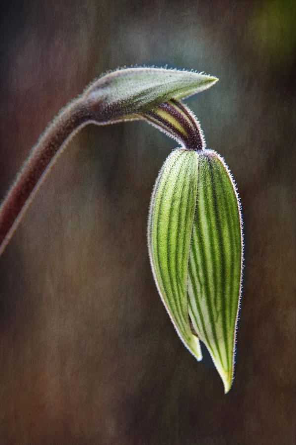 Orchid Bud Photograph by Dale Kincaid