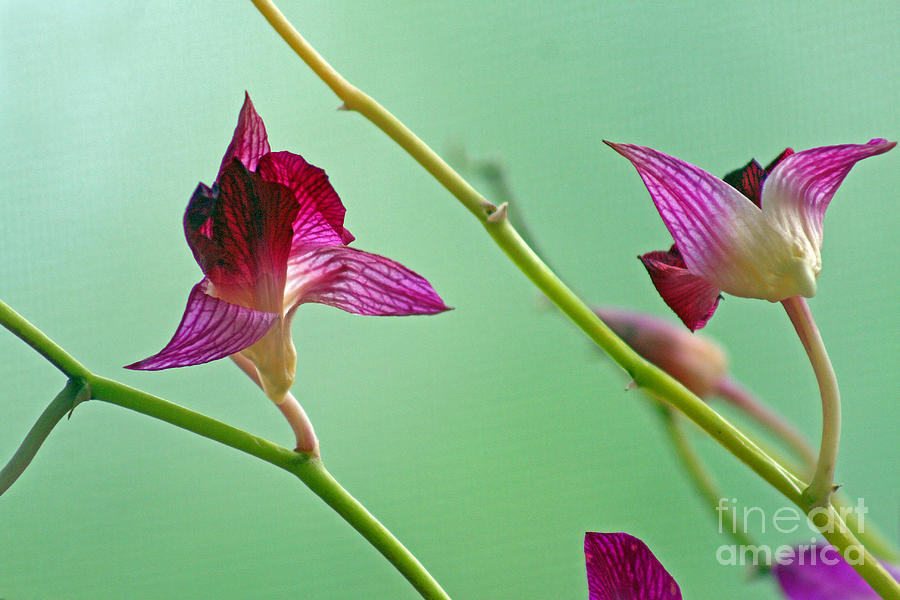 Orchid Buds Photograph by Karen Adams