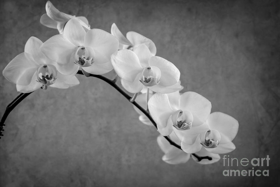 Orchid Bw Photograph by Hannes Cmarits