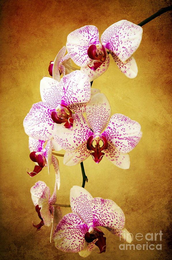 Orchid Cascade Photograph by Andee Design