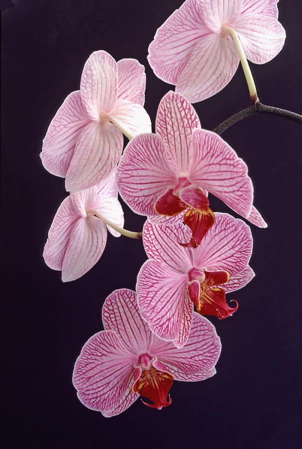 Orchid Photograph - Orchid Cascade by Bill Morgenstern
