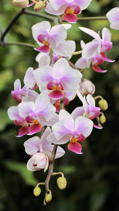 Orchid Cascade Photograph by Harold Rau