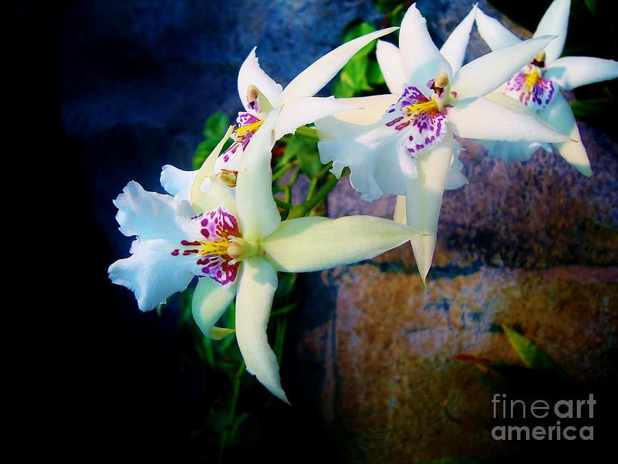 Orchid Cascade Photograph by Marcia Breznay
