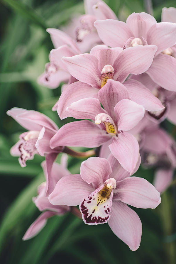 Orchid cascade Photograph by Nastasia Cook