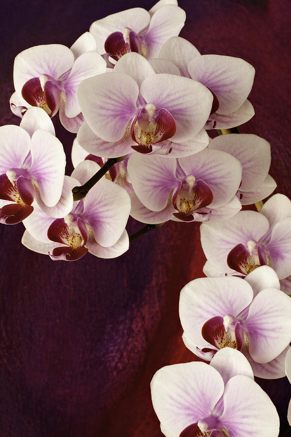 Orchid Cascade by Randy Grosse Orchid Cascade by Randy Grosse