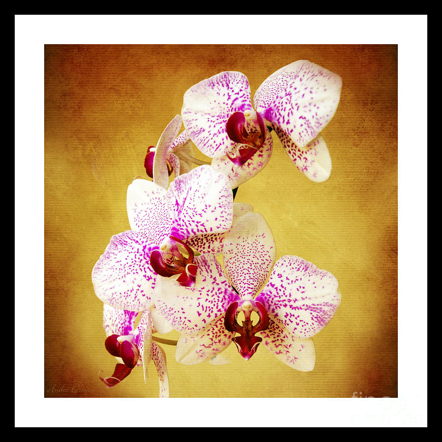 Orchid Cascade Square Photograph by Andee Design