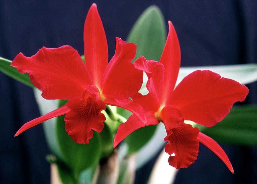 Orchid Photograph - Orchid (cattleya janet Box Dark Waters) by Neil Joy/science Photo Library