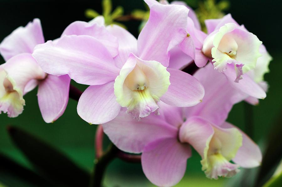 Orchid Photograph - Orchid (cattleya Loddigesii) by Sam K Tran/science Photo Library