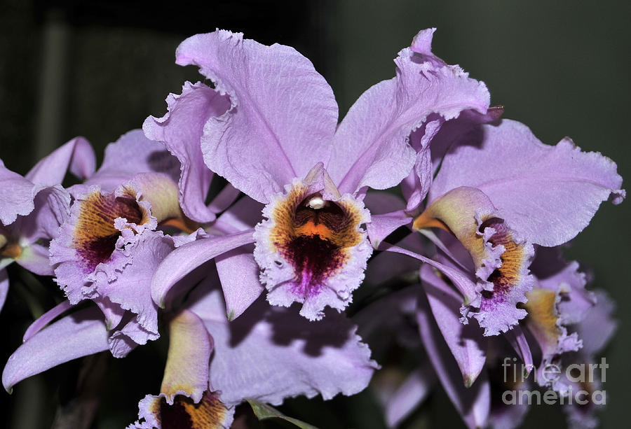 Orchid Photograph - Orchid Cattleya percivaliana Christmas Cattleya by Terri Winkler