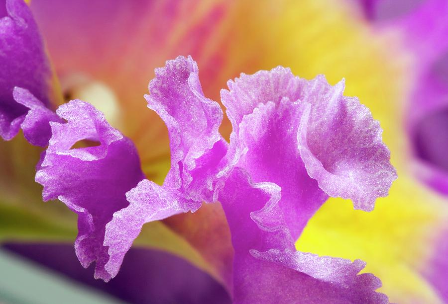 Orchid (cattleya Sp.) Flower Photograph by Pascal Goetgheluck/science Photo Library