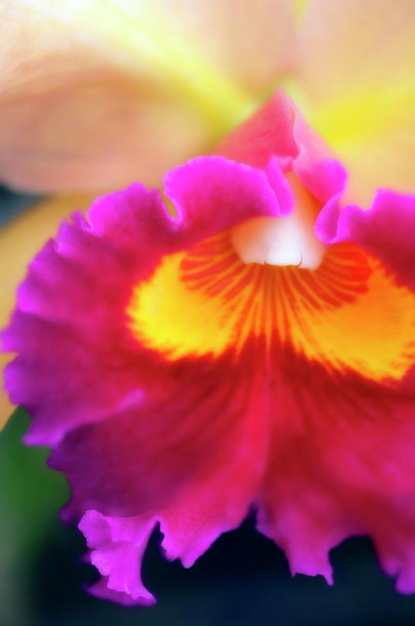 Orchid Photograph - Orchid (cattleya Sp.) by Maria Mosolova/science Photo Library