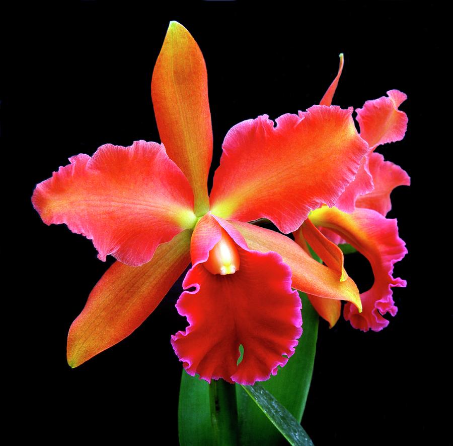 Flower Photograph - Orchid (cattleya Valdemosa) by Neil Joy/science Photo Library