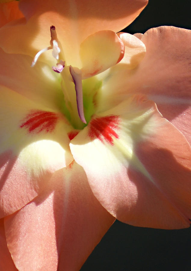 Orchid Photograph by Chauncy Holmes