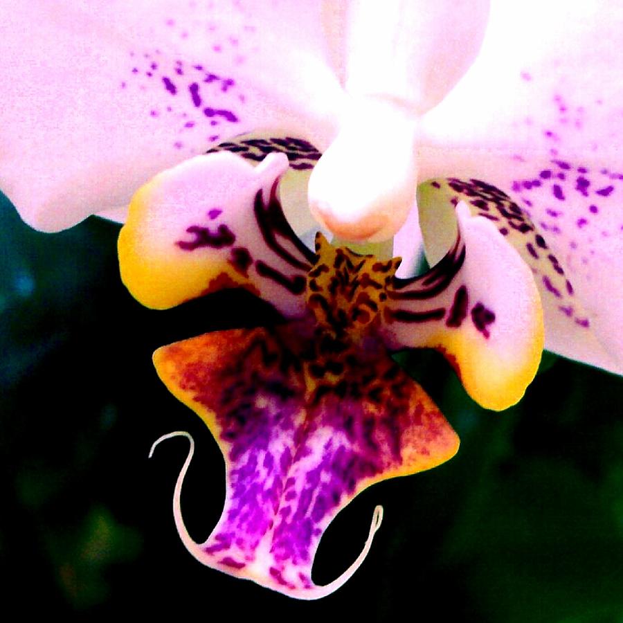 Orchid Photograph - Orchid Close Up by Marianne Dow
