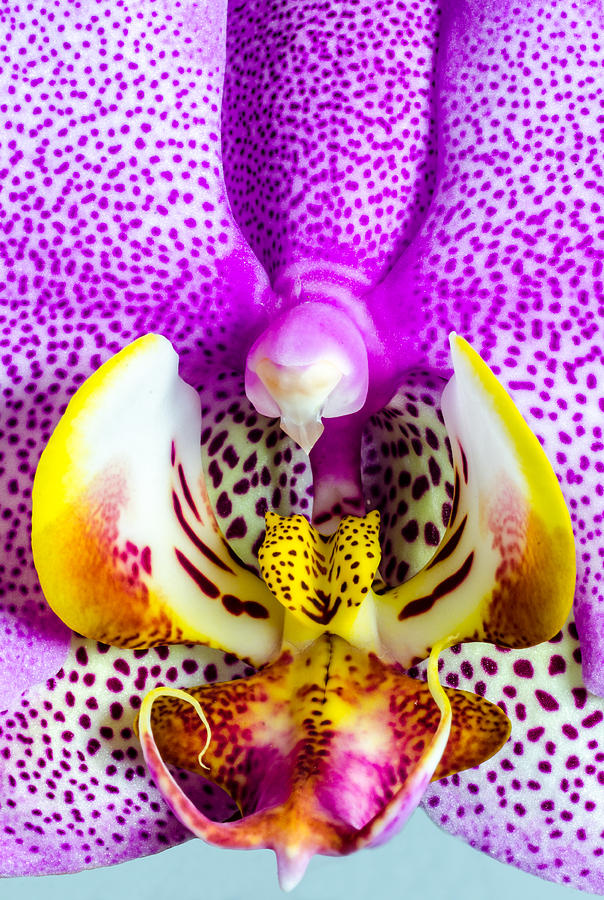 Orchid Close Up Photograph