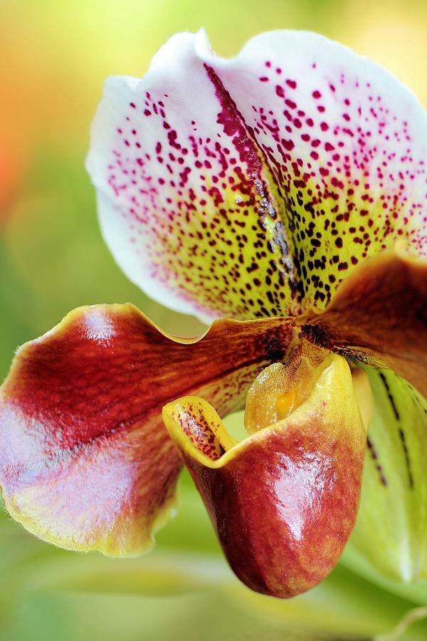 Orchid Closeup Photograph by Jane Girardot