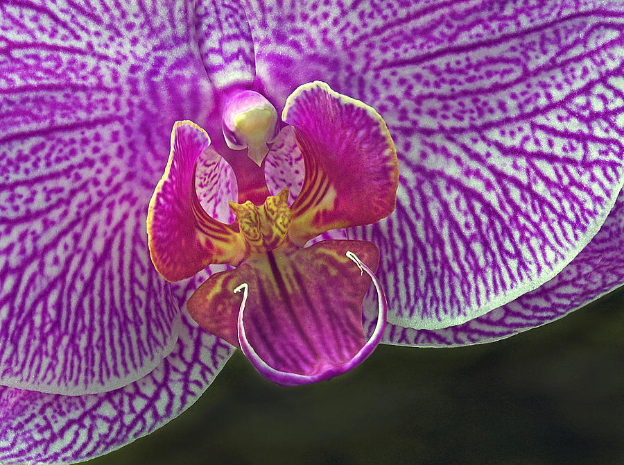 Orchid Closeup Photograph by Susan Candelario
