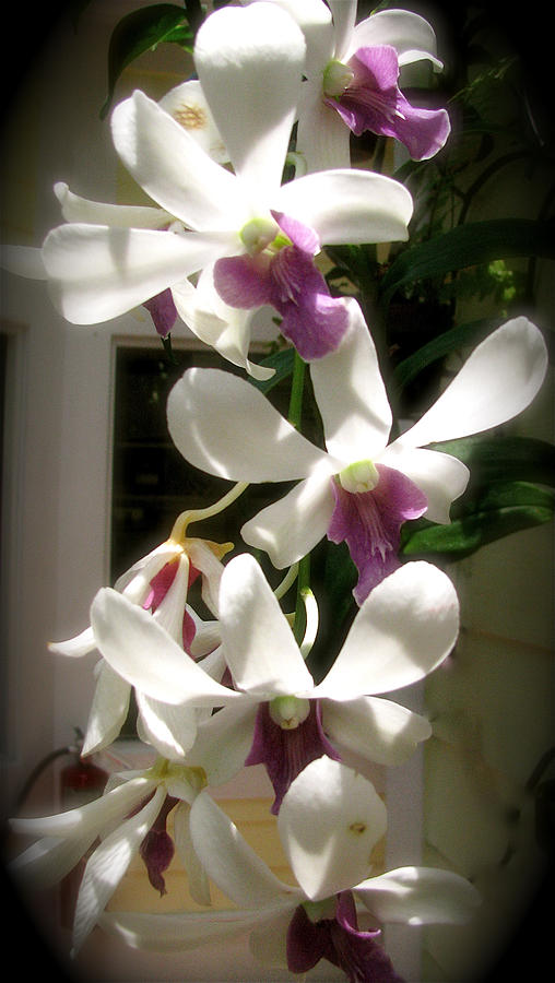 Orchid Cluster Photograph by Melinda Saminski