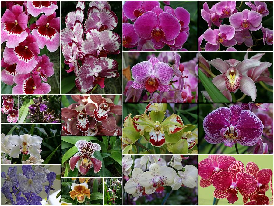 Orchid Collage 1 Photograph by Allen Beatty