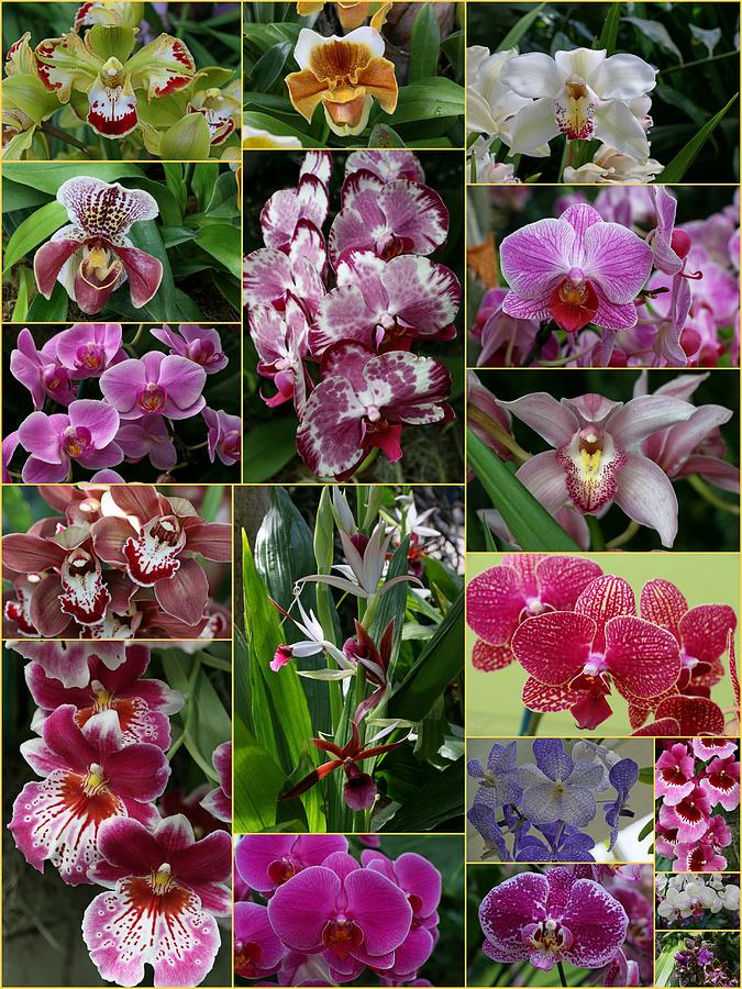 Orchid Collage 3 Photograph by Allen Beatty