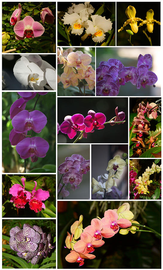 Nature Photograph - Orchid Collage by Dimitry Papkov