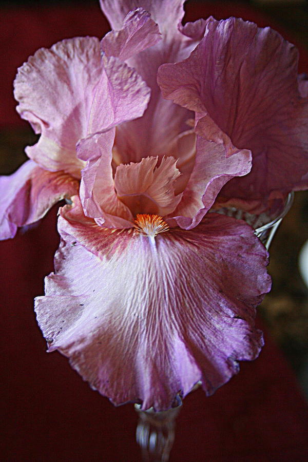 Orchid Colored Iris Photograph by Kay Novy