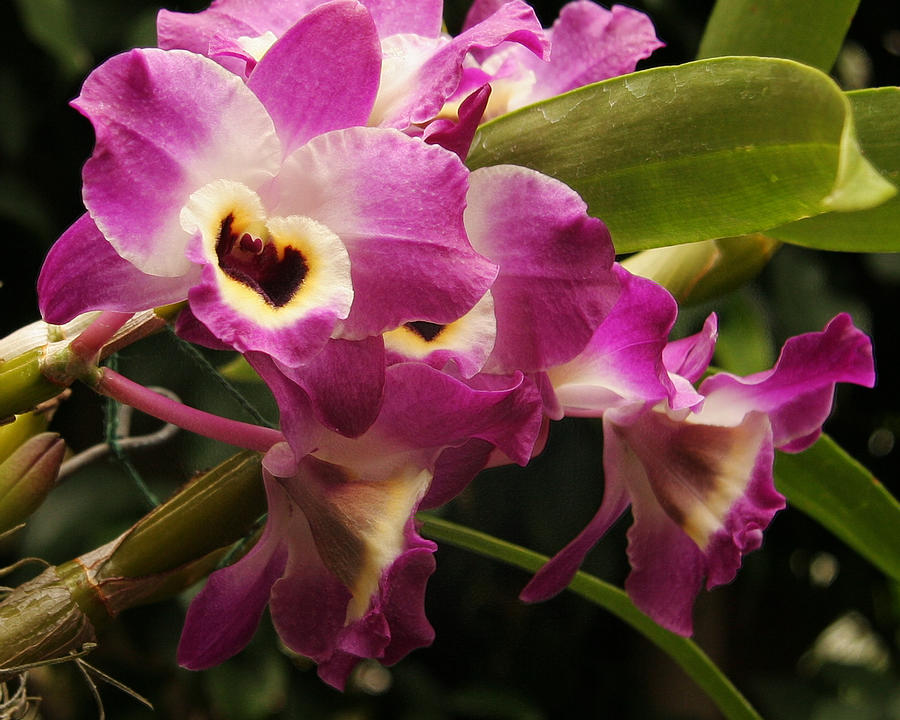 Orchid colors Photograph by David Coblitz
