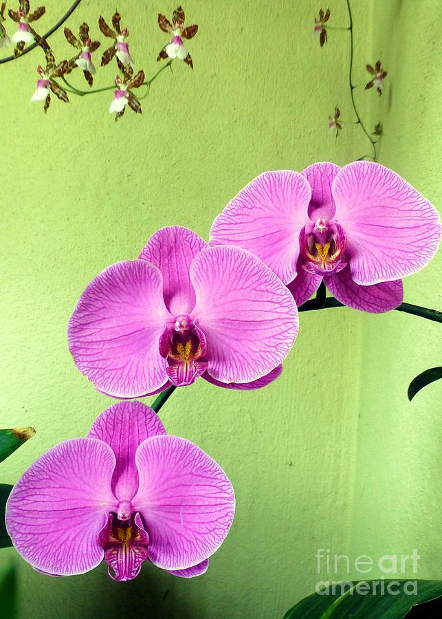 Orchid Photograph - Orchid Corner by Barbie Corbett-Newmin