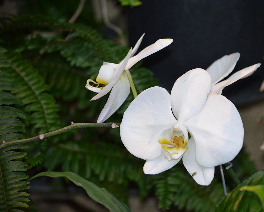 Orchid Couple by Anne Boyes Orchid Couple by Anne Boyes