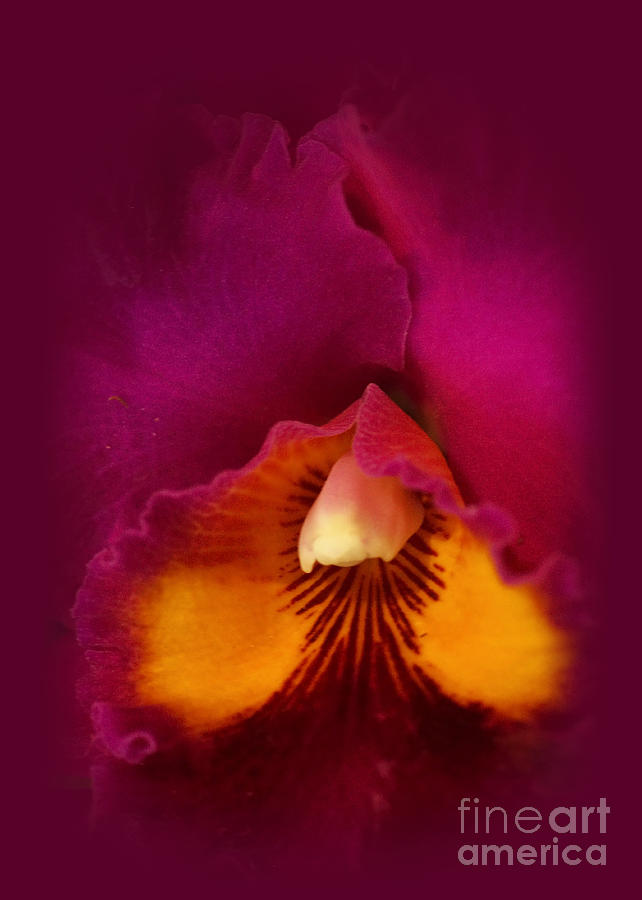 Orchid Creation 5 Photograph by Rudi Prott