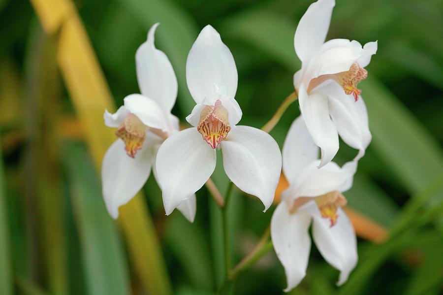 Orchid Photograph - Orchid (cymbidium Erythrostylum) by Sam K Tran/science Photo Library